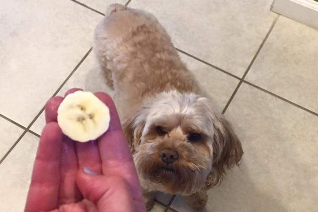 banana dog pareidolia faces